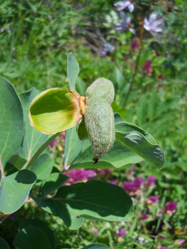 Image of Paeonia daurica specimen.