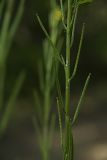 Barbarea vulgaris