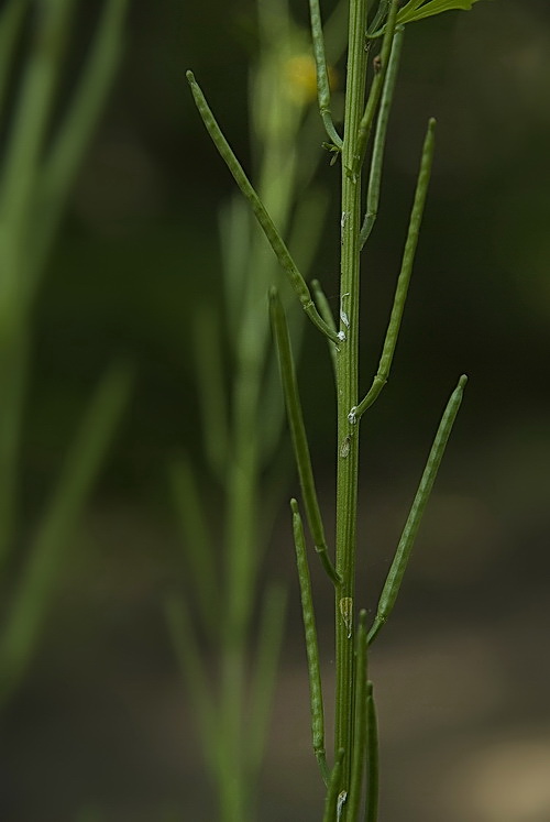 Image of Barbarea vulgaris specimen.