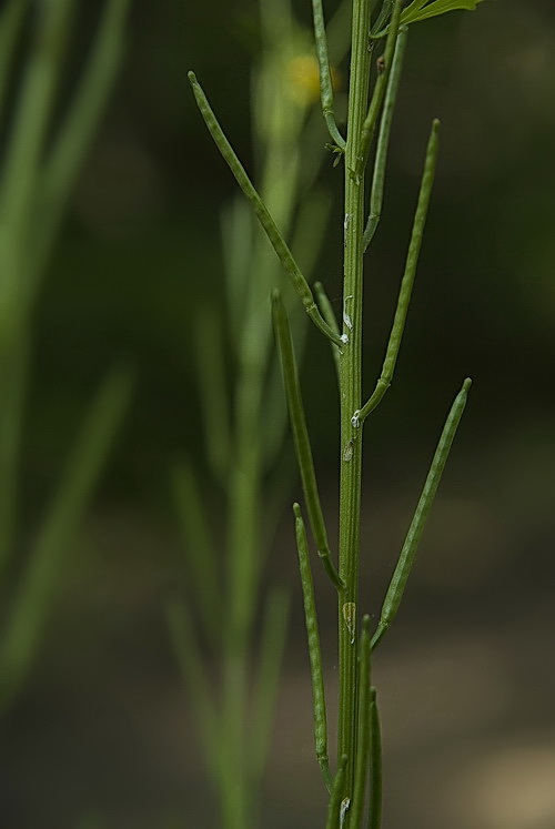 Изображение особи Barbarea vulgaris.