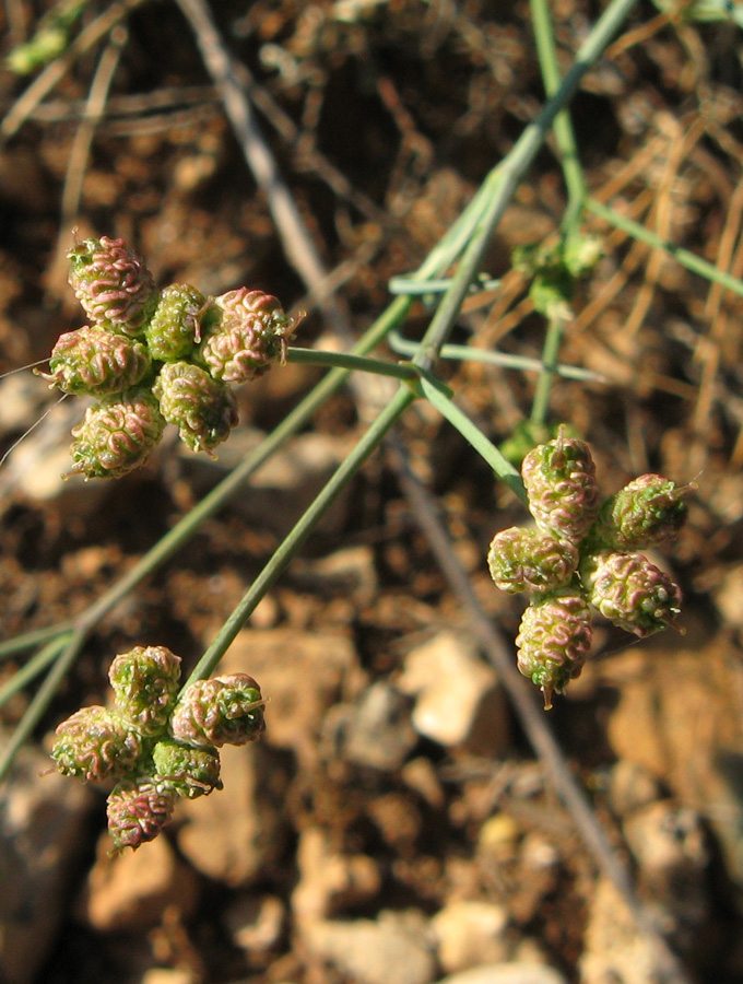 Изображение особи Rumia crithmifolia.