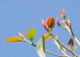 Ficus benghalensis. Верхушка веточки с разворачивающимися листьями. Израиль, Шарон, г. Герцлия, в культуре. 29.06.2012.