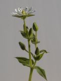 Image of taxon representative. Author is Андрей Комраков