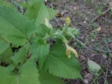 Salvia glutinosa