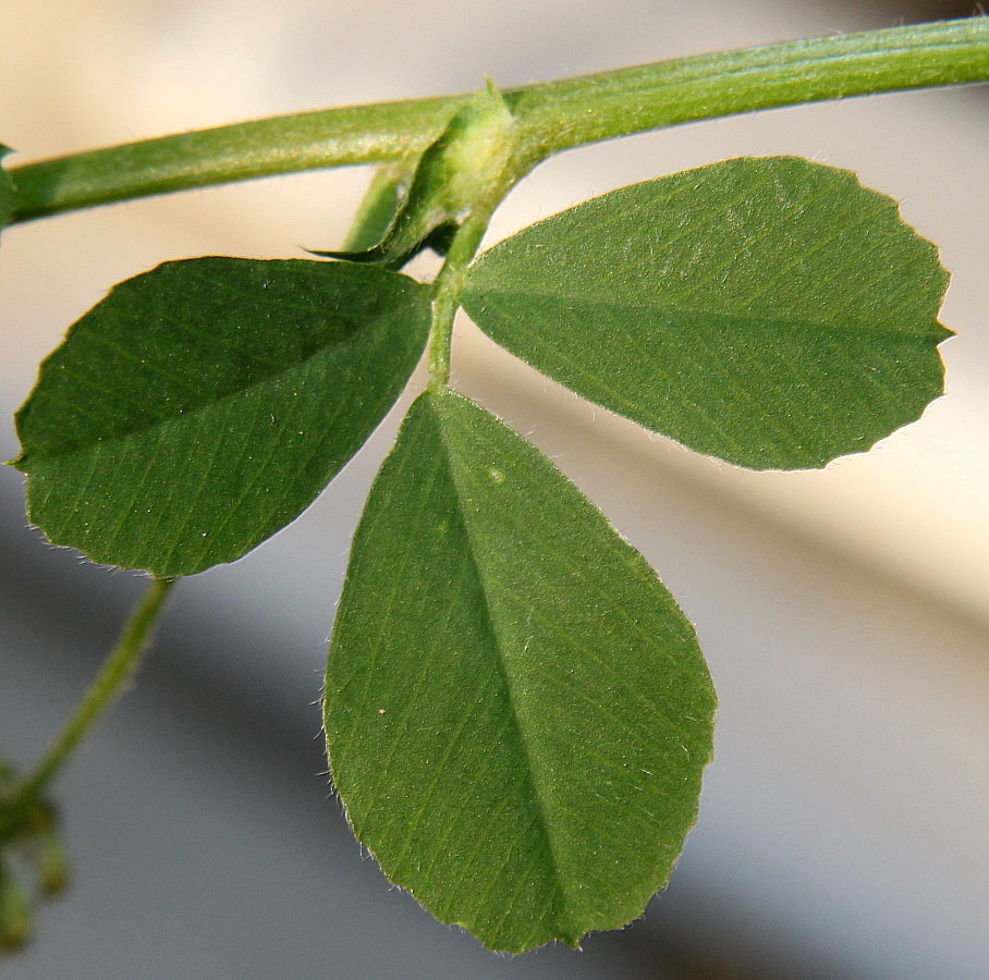 Изображение особи Medicago lupulina.