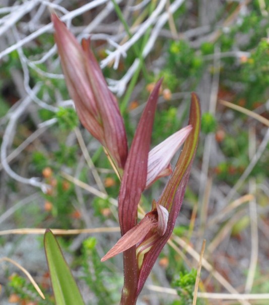 Изображение особи Serapias parviflora.