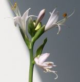 Hosta fortunei