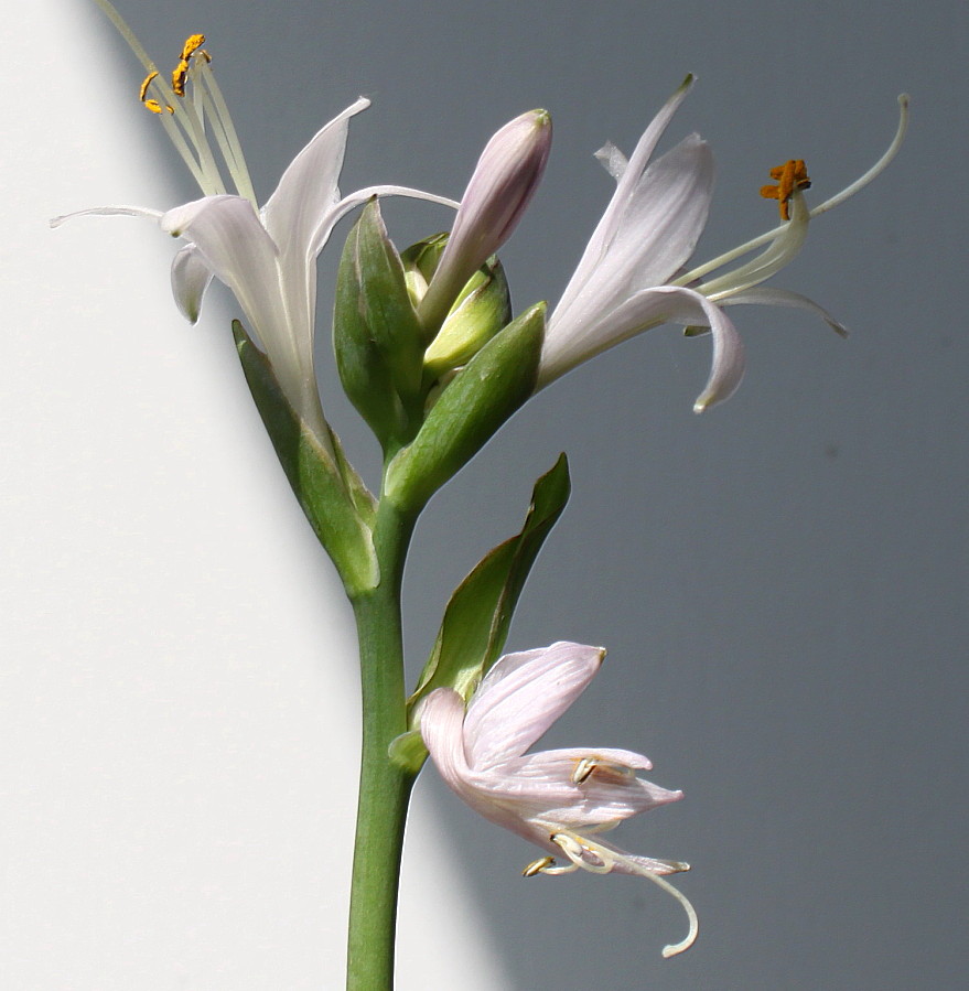 Изображение особи Hosta fortunei.