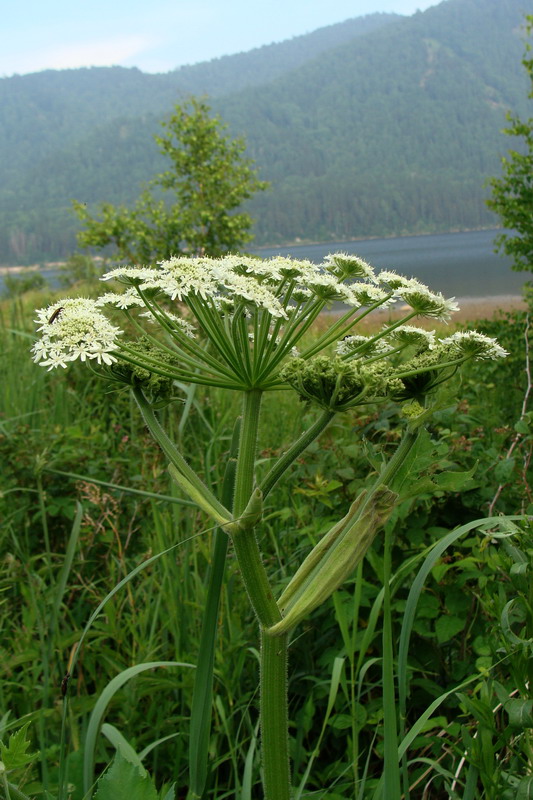 Image of Heracleum dissectum specimen.