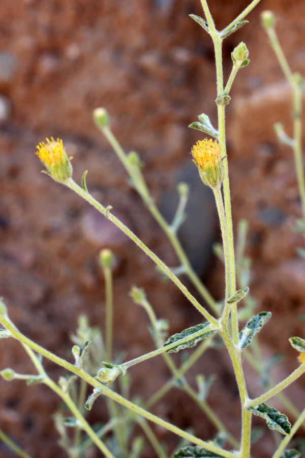 Изображение особи Pulicaria salviifolia.