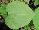 род Aristolochia