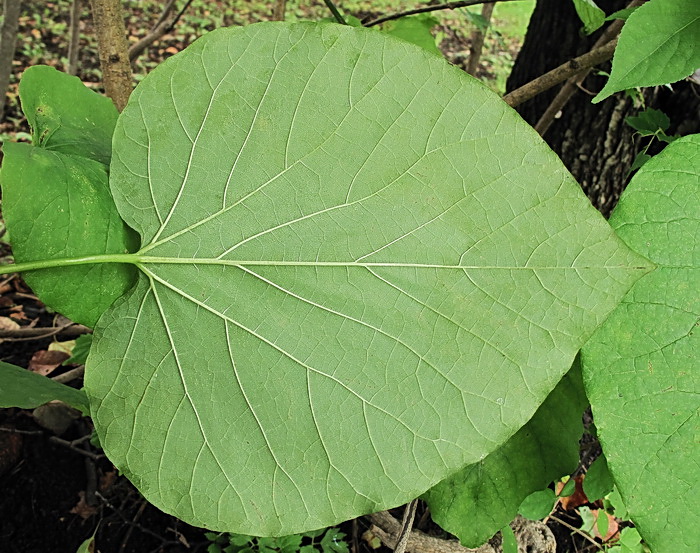 Изображение особи род Aristolochia.