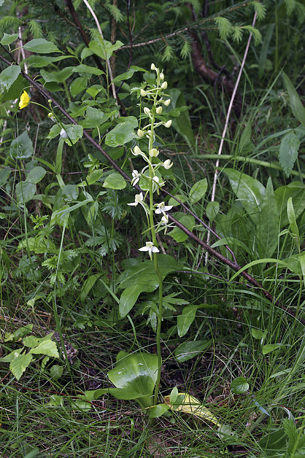 Изображение особи Platanthera chlorantha.