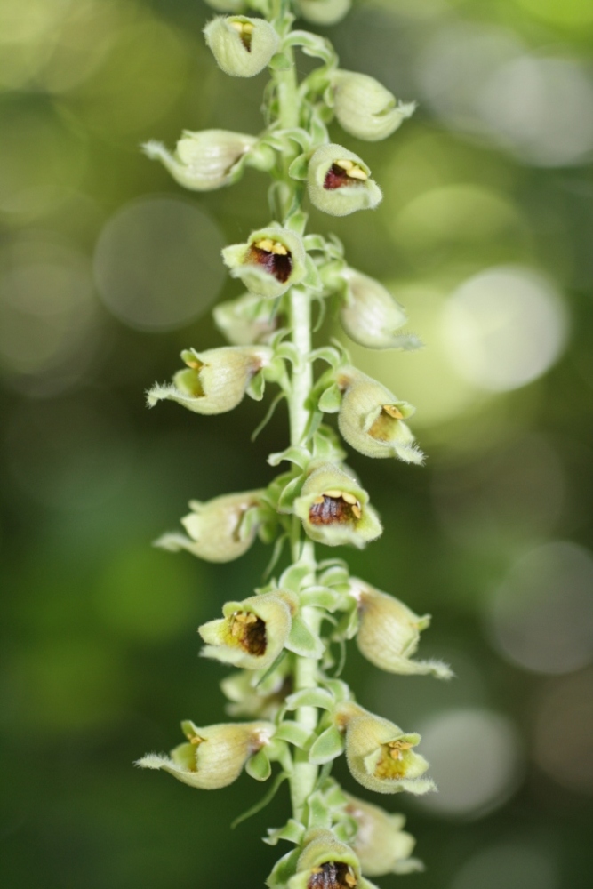 Image of Digitalis schischkinii specimen.