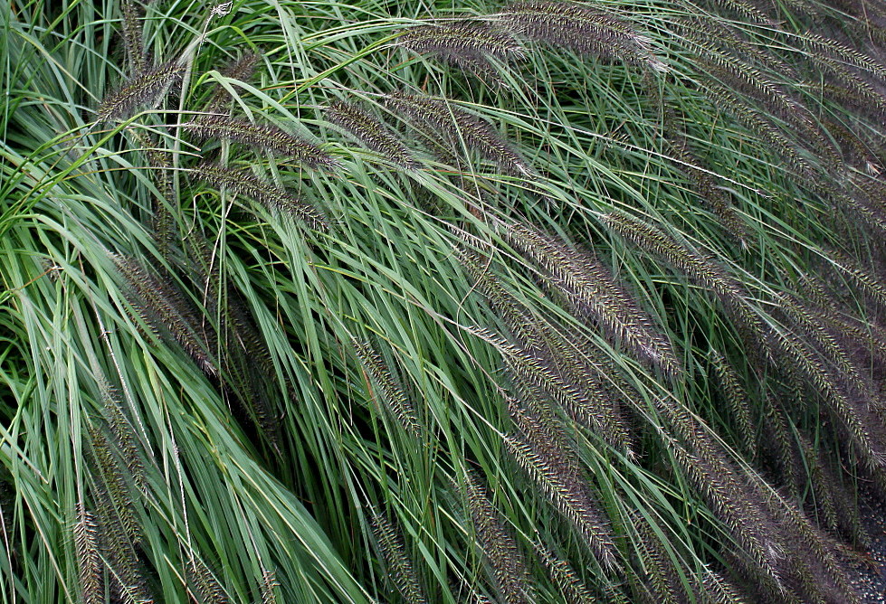 Image of Pennisetum alopecuroides specimen.