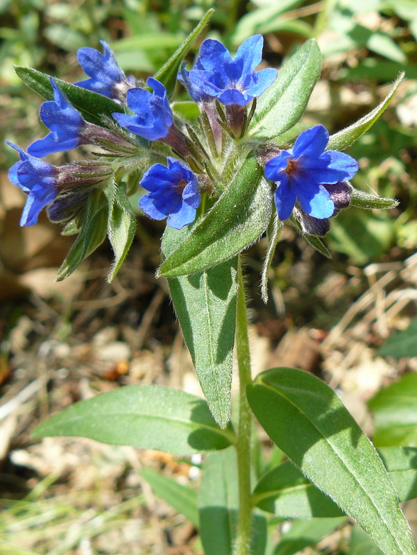 Изображение особи Aegonychon purpureocaeruleum.