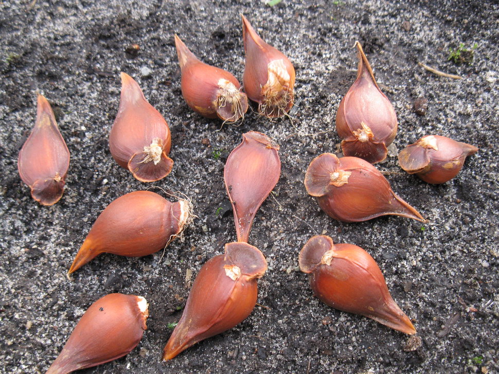 Image of Tulipa humilis specimen.