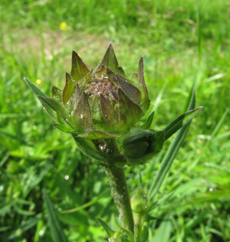 Изображение особи Knautia arvensis.