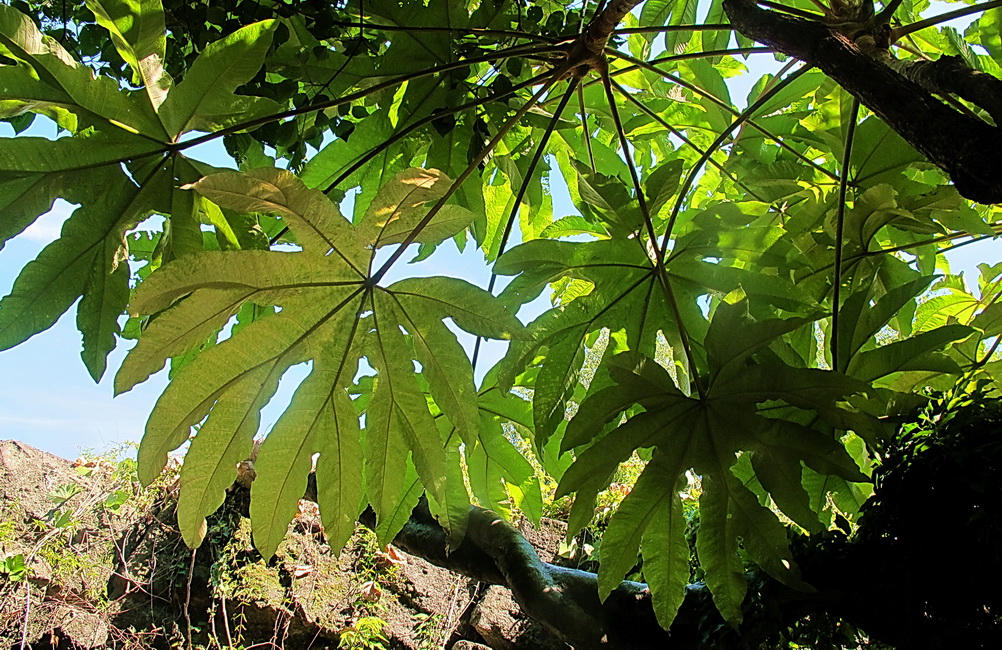 Image of Tetrapanax papyrifer specimen.