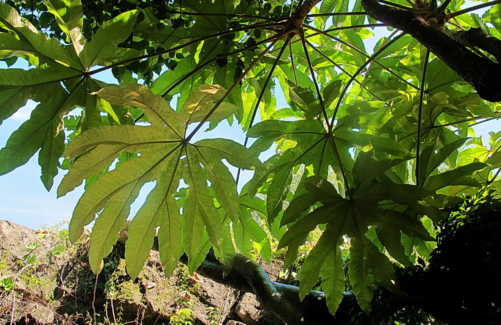 Изображение особи Tetrapanax papyrifer.