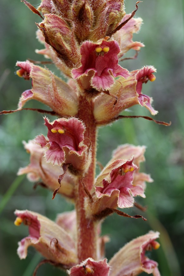 Изображение особи Orobanche gracilis.