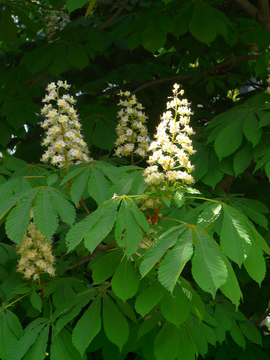 Image of Aesculus hippocastanum specimen.