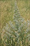 Echium biebersteinii