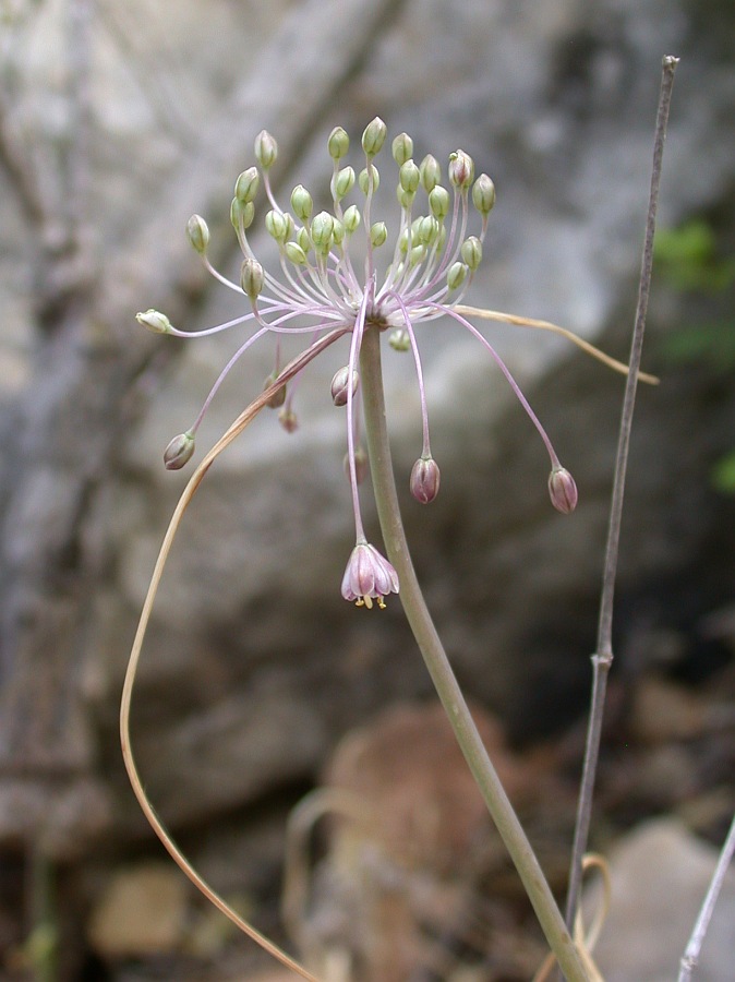 Изображение особи Allium daninianum.