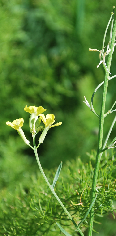 Image of Erysimum canescens specimen.