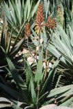 Aloe arborescens. Цветущее растение. Египет, Синай, Шарм-эль-Шейх, в культуре. 22.02.2009.