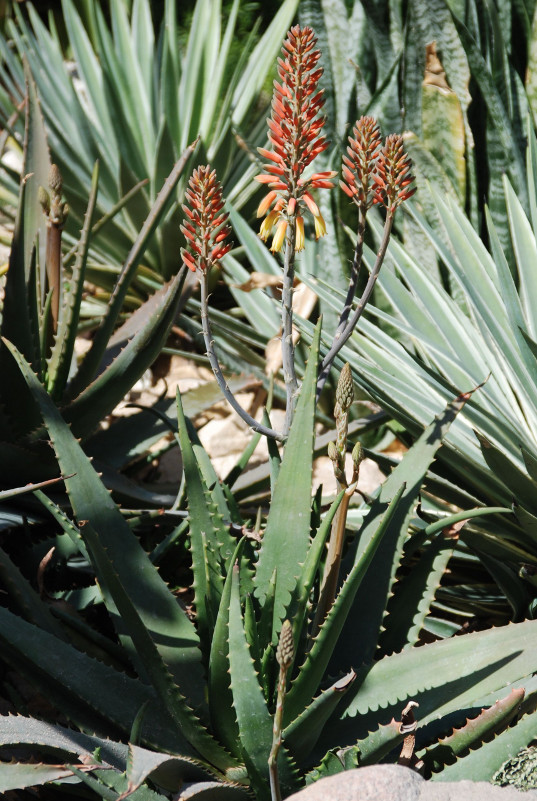 Image of Aloe arborescens specimen.