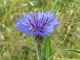 Centaurea cyanus. Соцветие-корзинка. Украина, г. Запорожье. 24.05.2010.