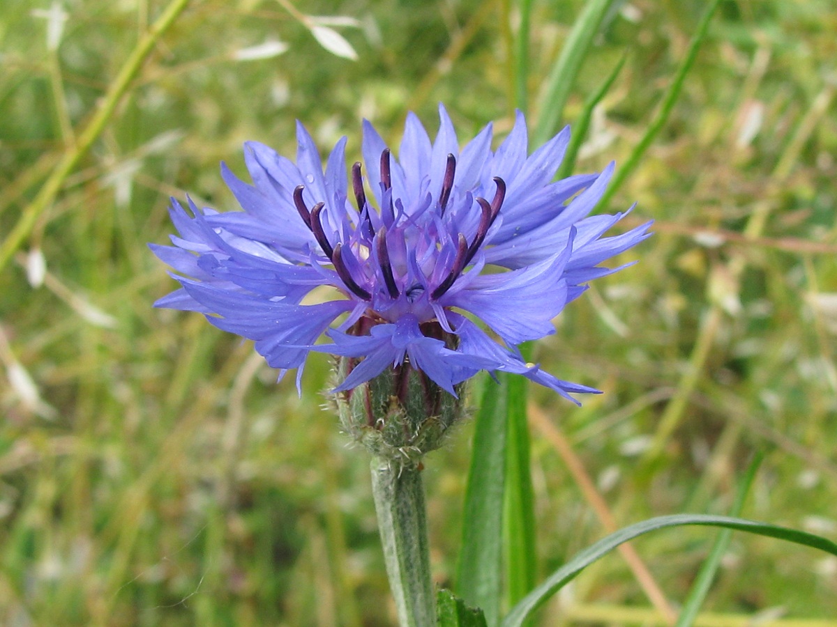 Image of Centaurea cyanus specimen.