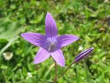 Campanula patula