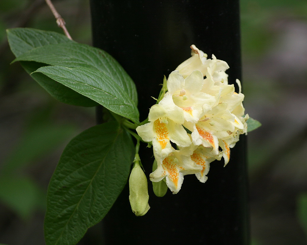 Изображение особи Weigela middendorffiana.