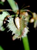 Rumex chalepensis