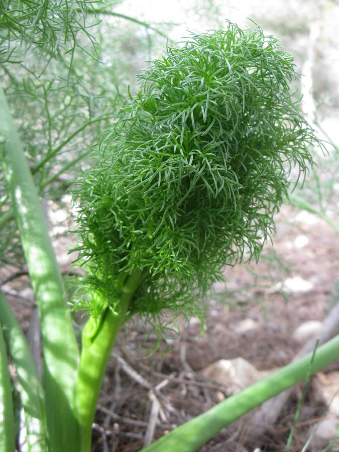 Image of genus Ferula specimen.