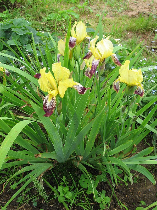Image of genus Iris specimen.
