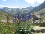 Aconitum nasutum