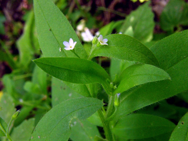 Image of Myosotis sparsiflora specimen.
