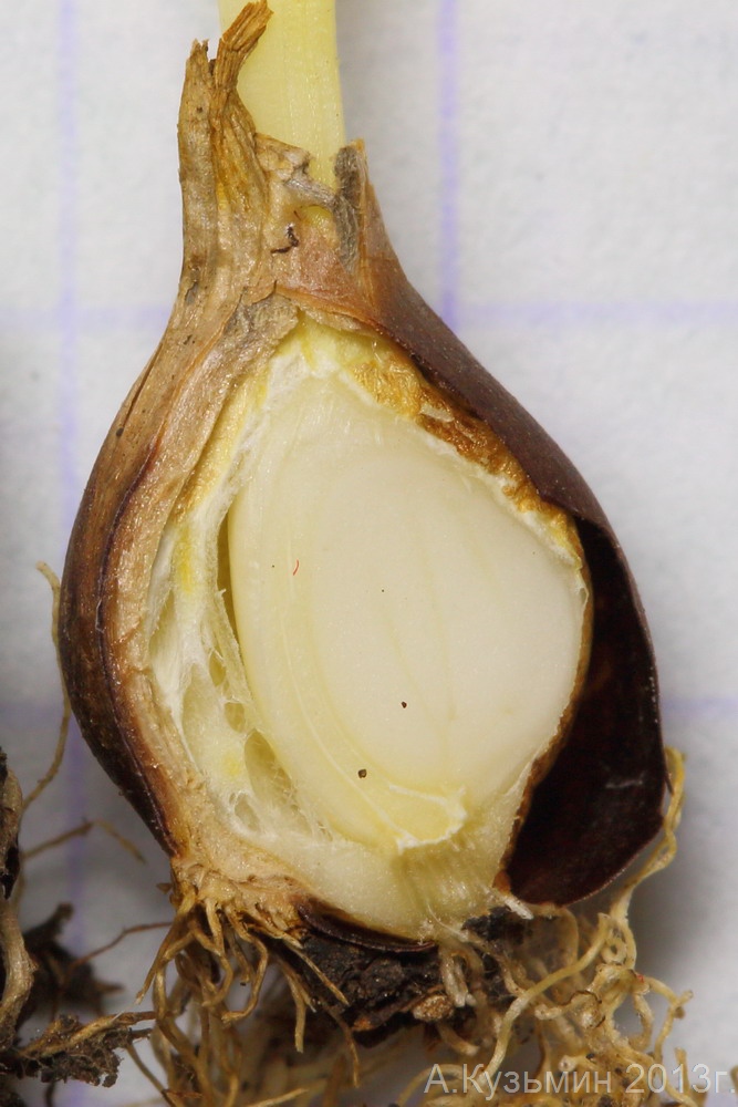 Image of Gagea pusilla specimen.