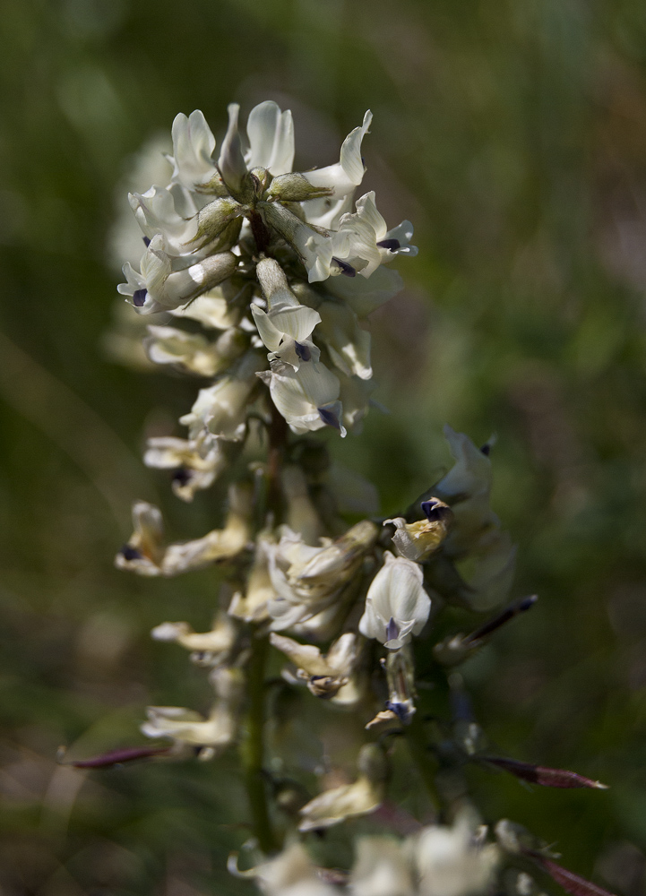 Изображение особи Astragalus vaginatus.