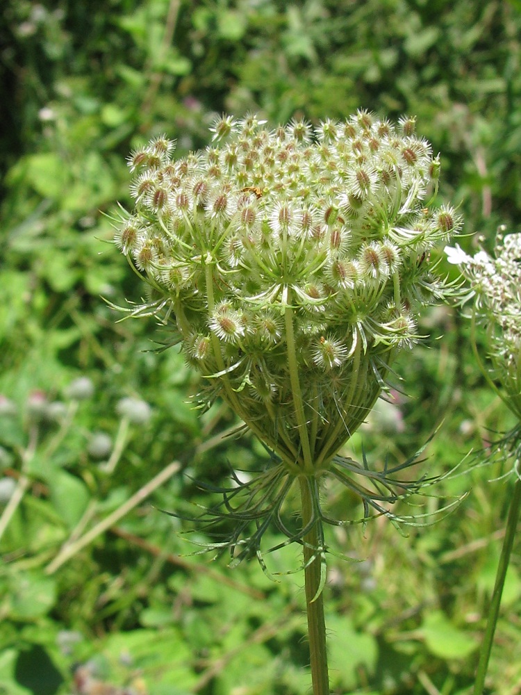 Изображение особи Daucus carota.