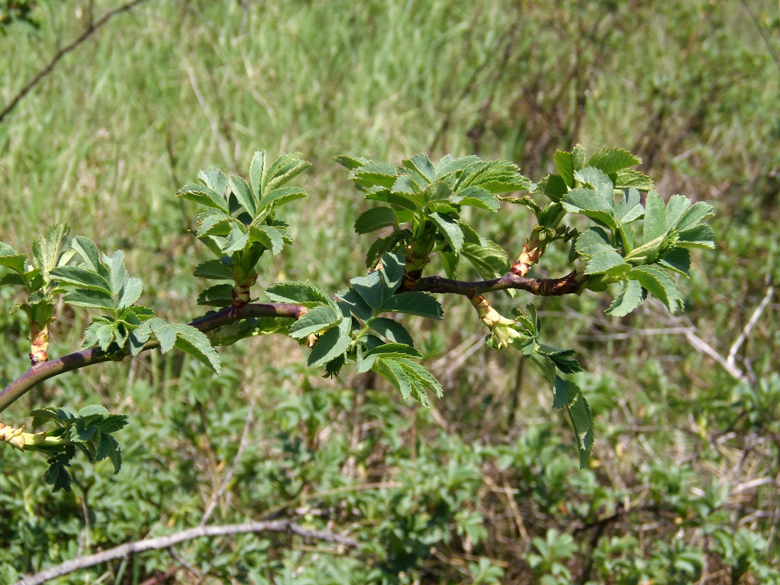 Image of genus Rosa specimen.