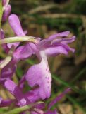 Orchis × penzigiana. Цветок. Крым, окр. Ялты, пос. Голубой Залив, дубово-грабинниковый лес. 30 апреля 2013 г.