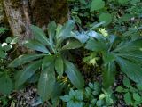 Helleborus caucasicus