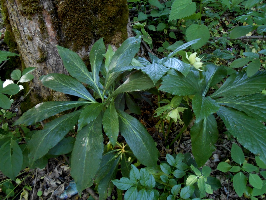 Image of Helleborus caucasicus specimen.
