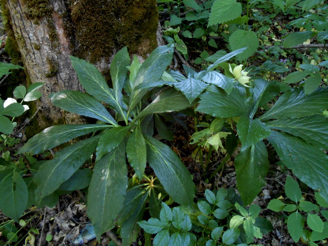 Изображение особи Helleborus caucasicus.