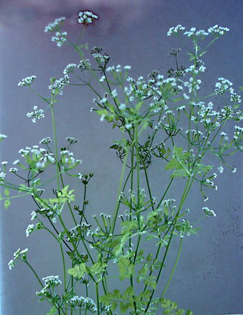 Изображение особи Anthriscus cerefolium.