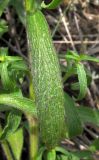 Stachys recta